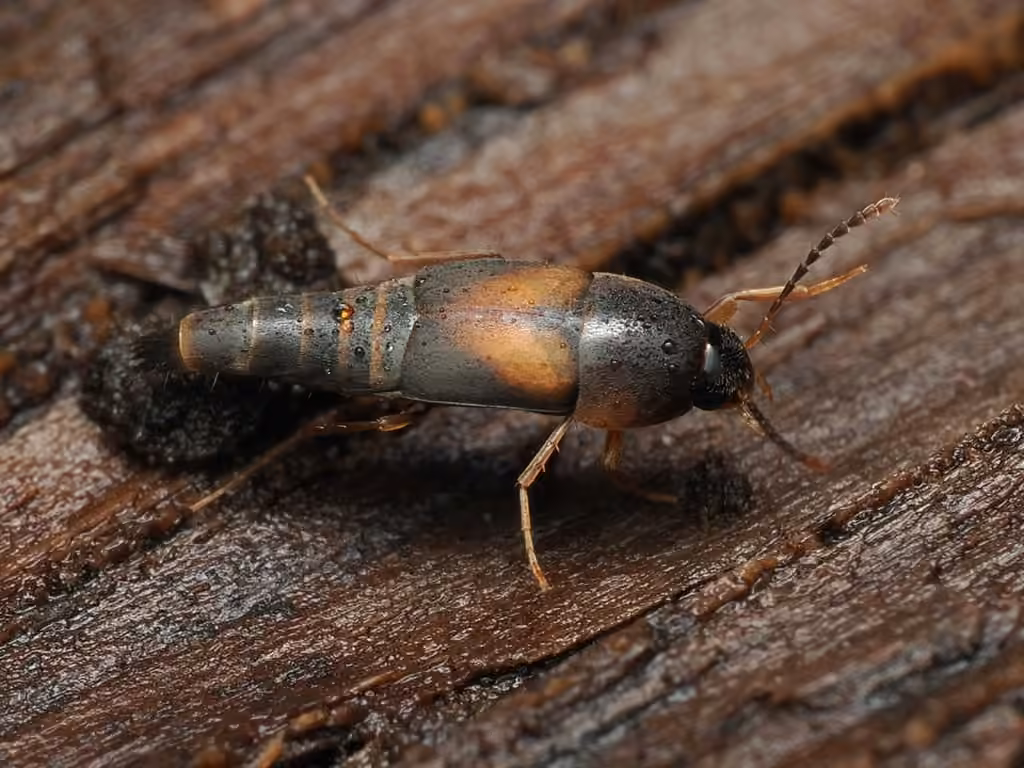 Staph beetle