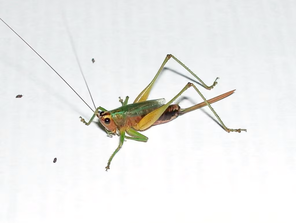 Black-sided Meadow Katydid, Adult female