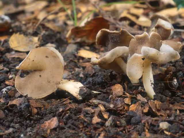 Helvella levis, photo 1 of 5