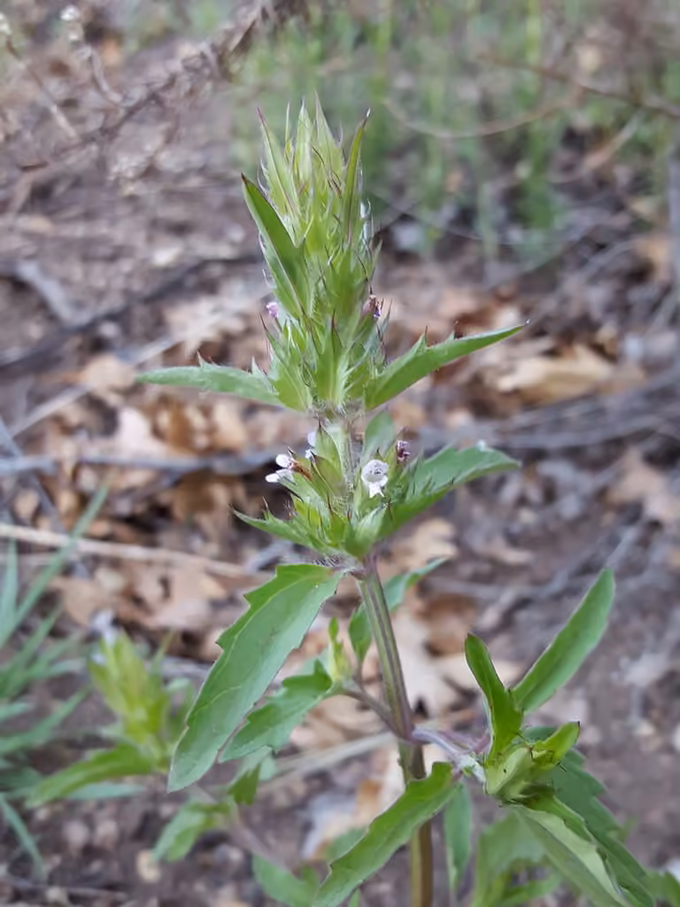 American dragonhead, In flower