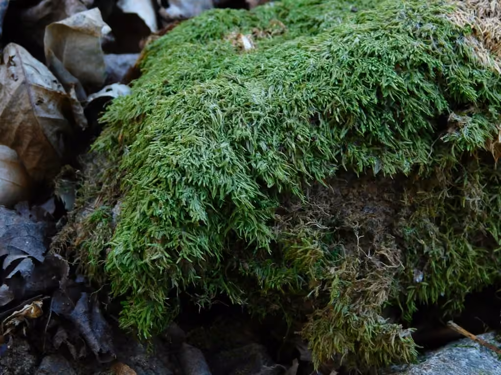 Olivine fausse-fabronie