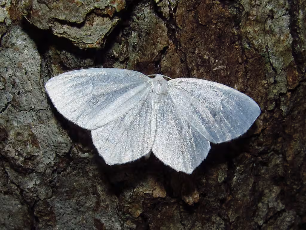 Snowy Geometer Moth, Adulte