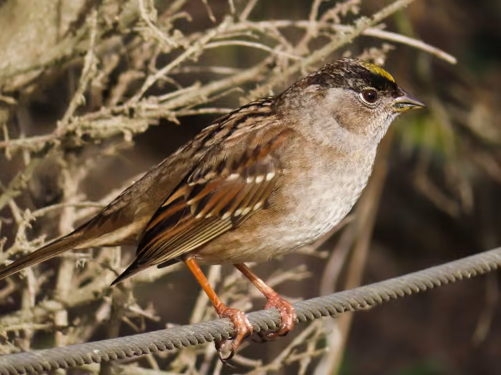 Golden-crowned Sparrow, Adult