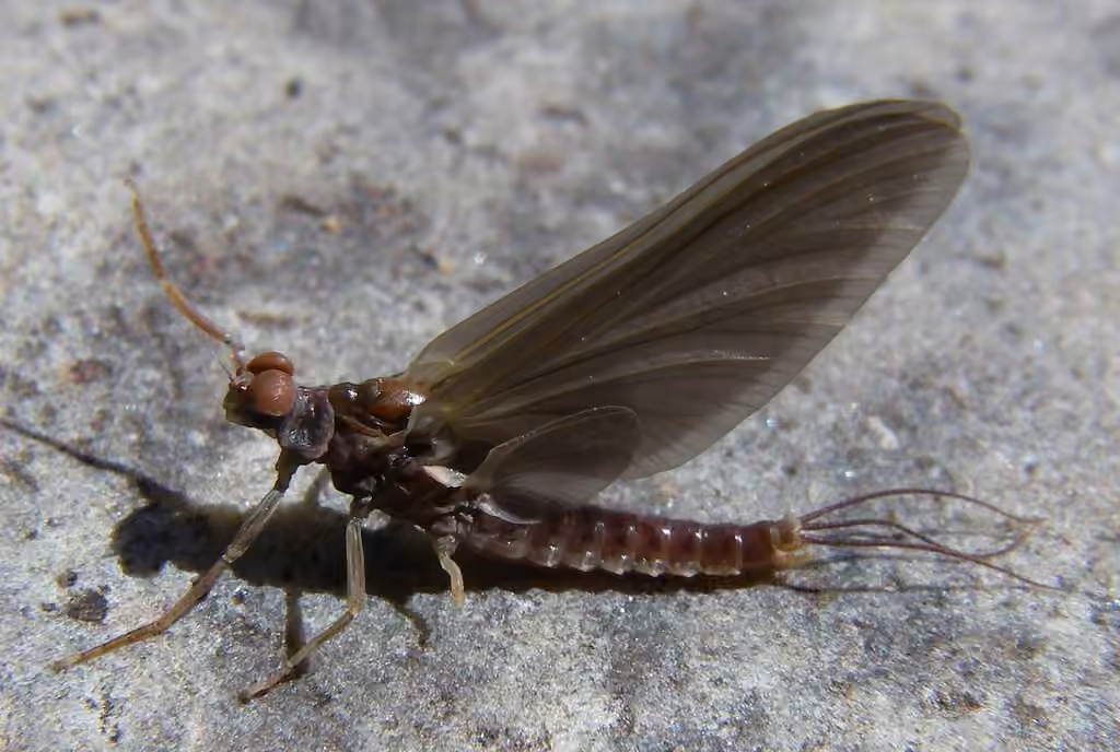 Éphémérelle figée, photo 1 sur 5