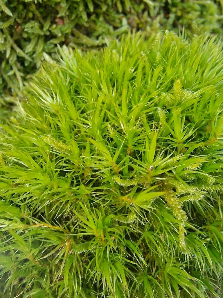 Dicrane à balai, photo 1 sur 5