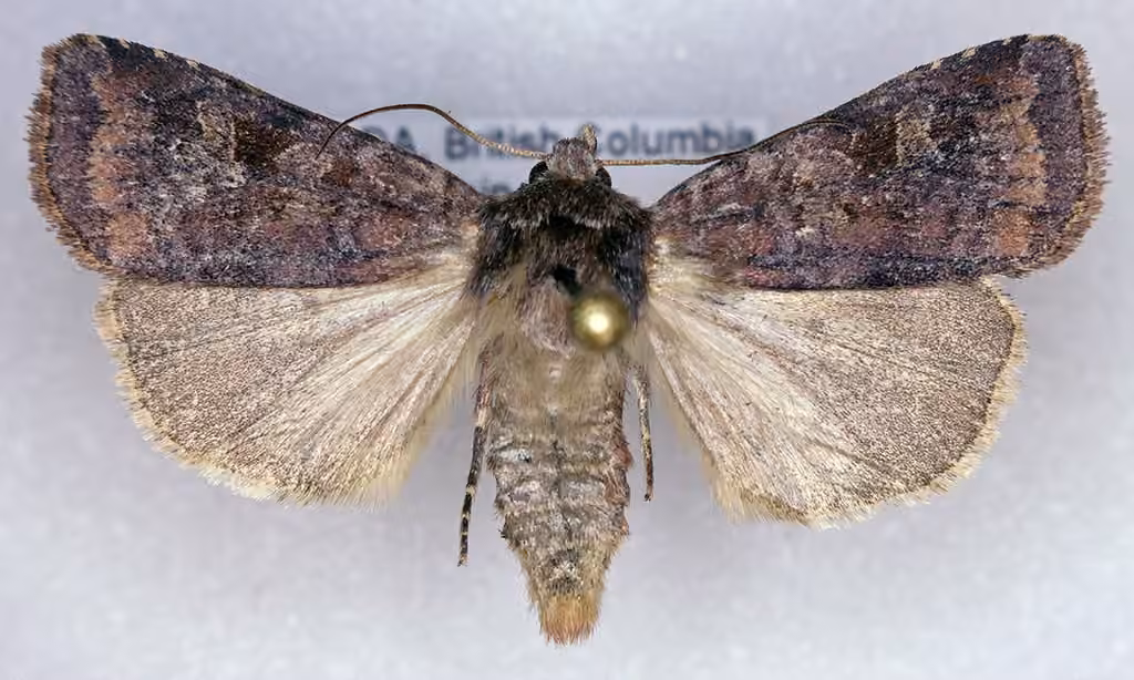 Freeman's Dart, Adult