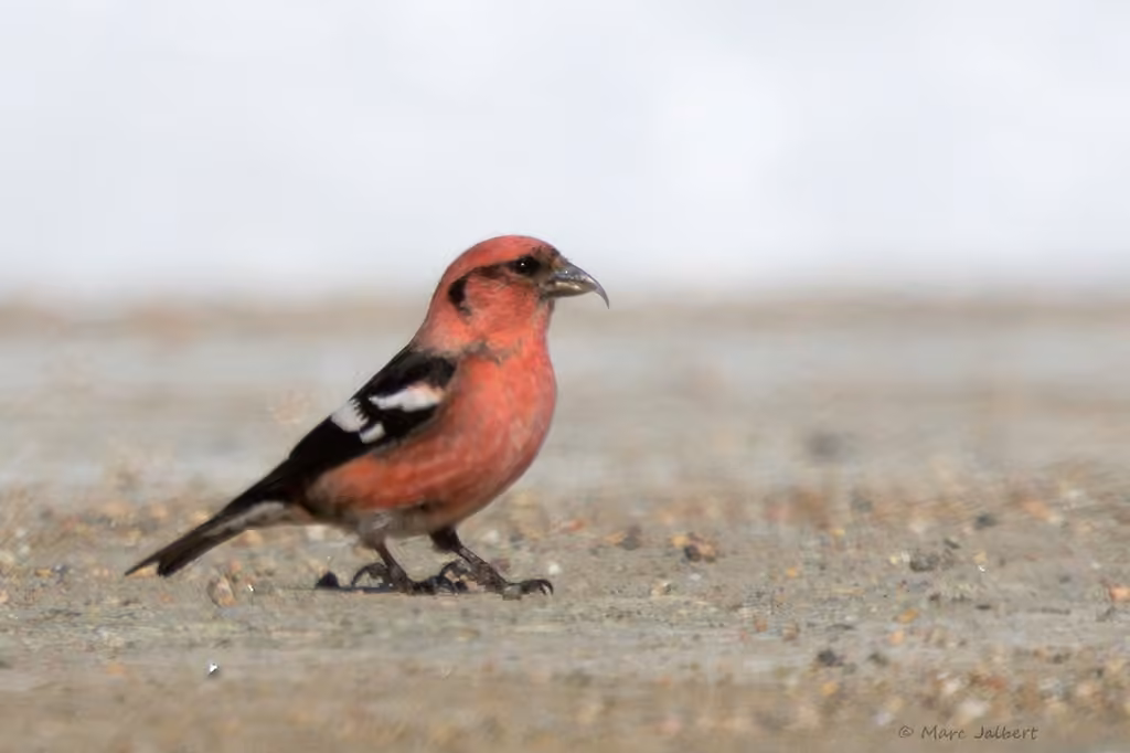 Two-barred Crossbill, Male