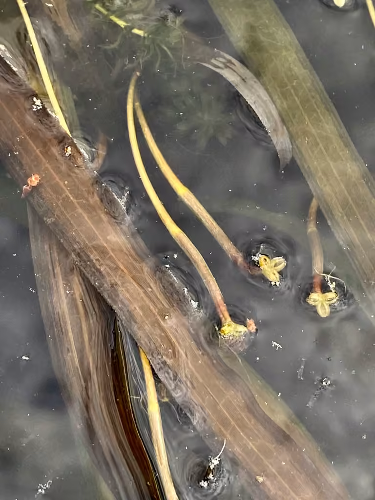 American eelgrass, In flower