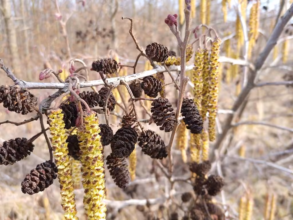 Aulne glutineux, En fleurs