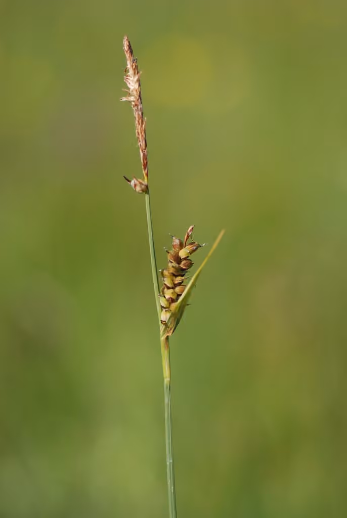 Carex faux-millet, photo 3 sur 5
