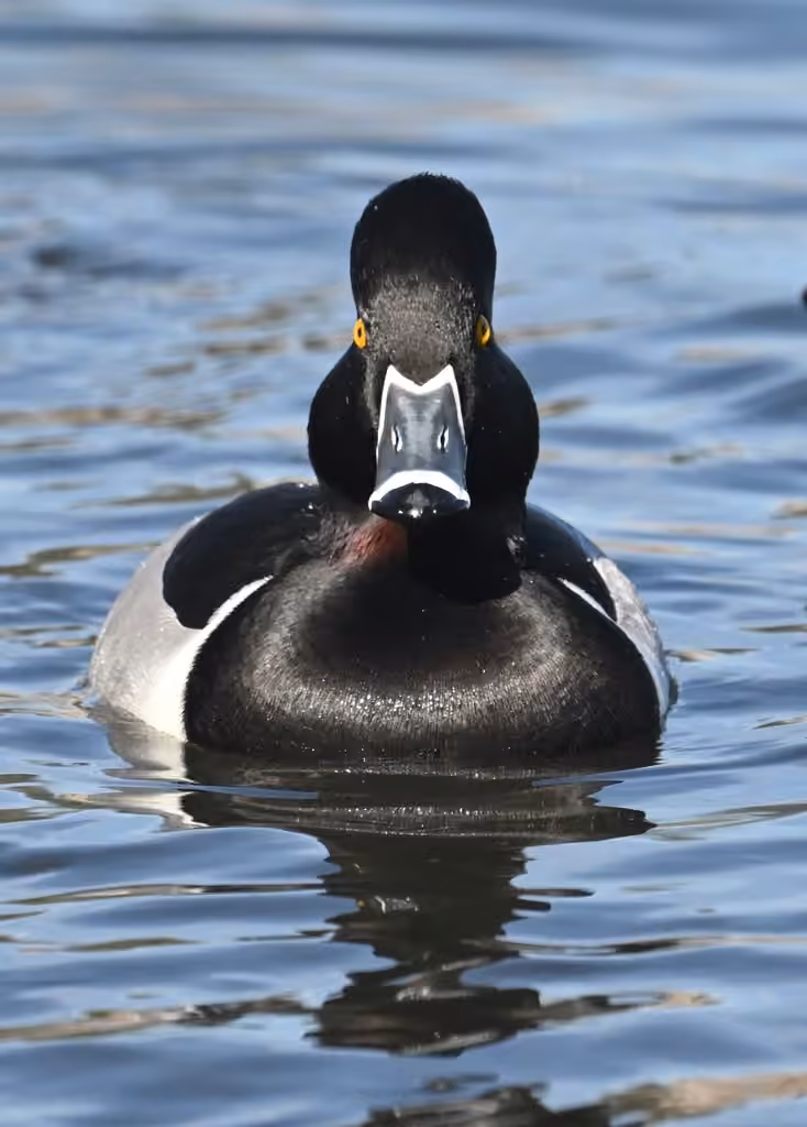 Ring-necked Duck