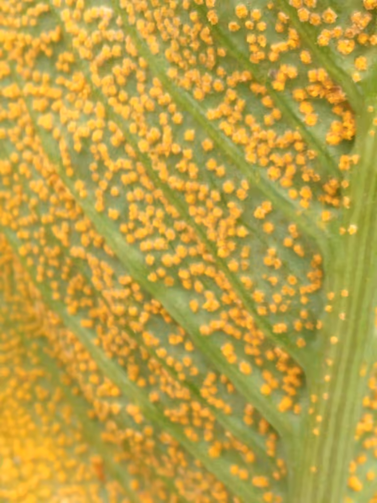 Jack-in-the-Pulpit Rust, photo 3 sur 5