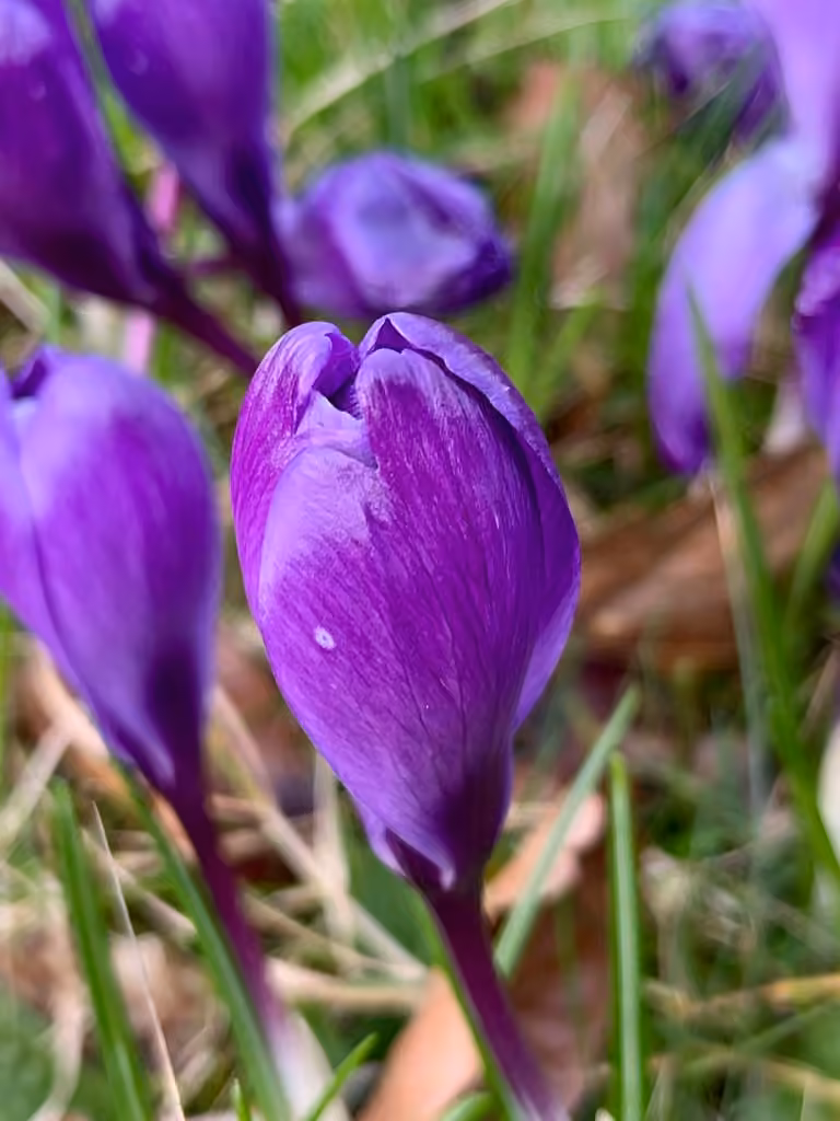 Spring crocus, Flower buds
