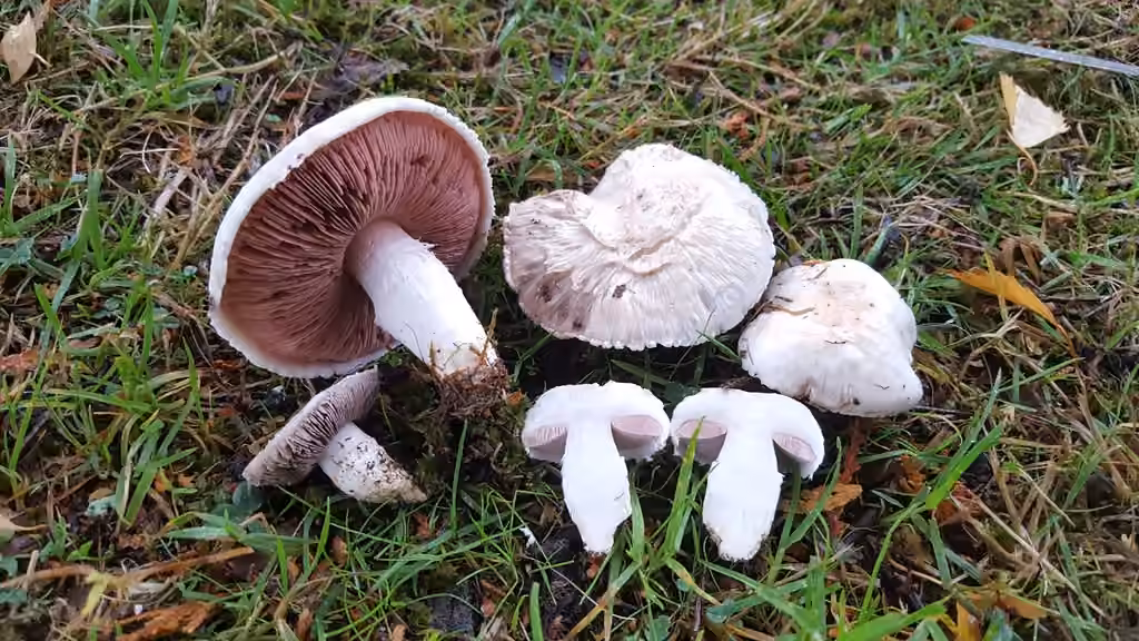 Agaric pourpré, photo 1 of 5
