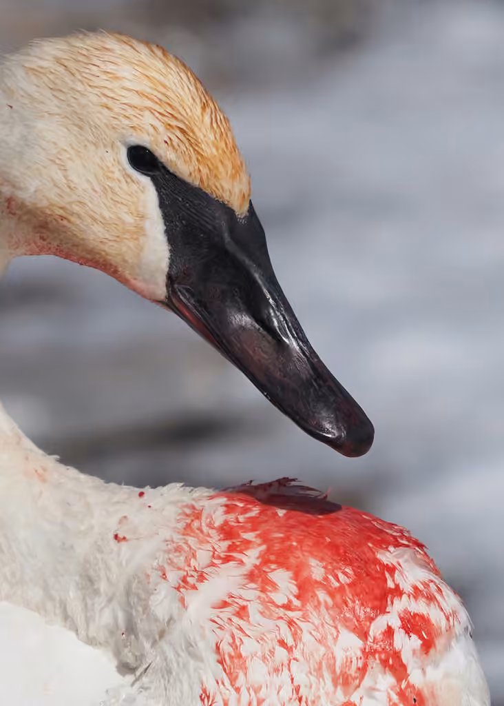 Cygne trompette, Mâle