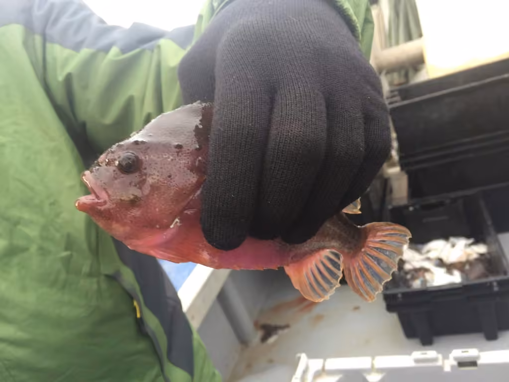 Grosse poule de mer, Mâle
