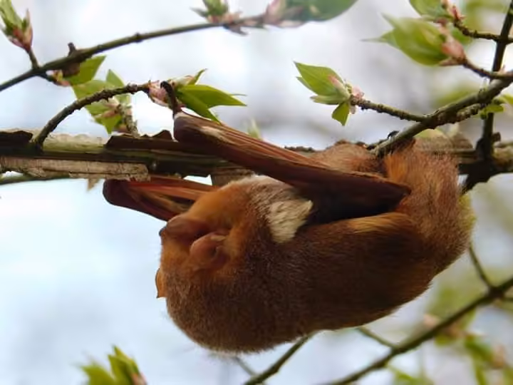 Chauve-souris rousse de l'Est, Mâle