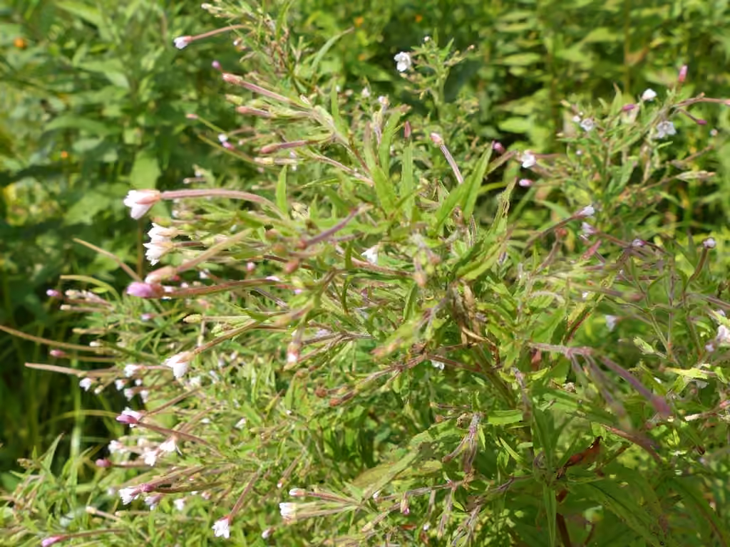 Épilobe coloré, En fleurs