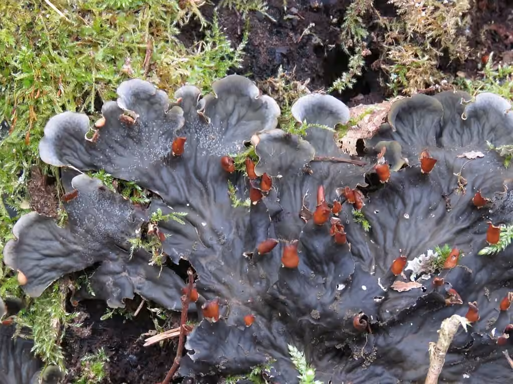 Peltigère à bordure