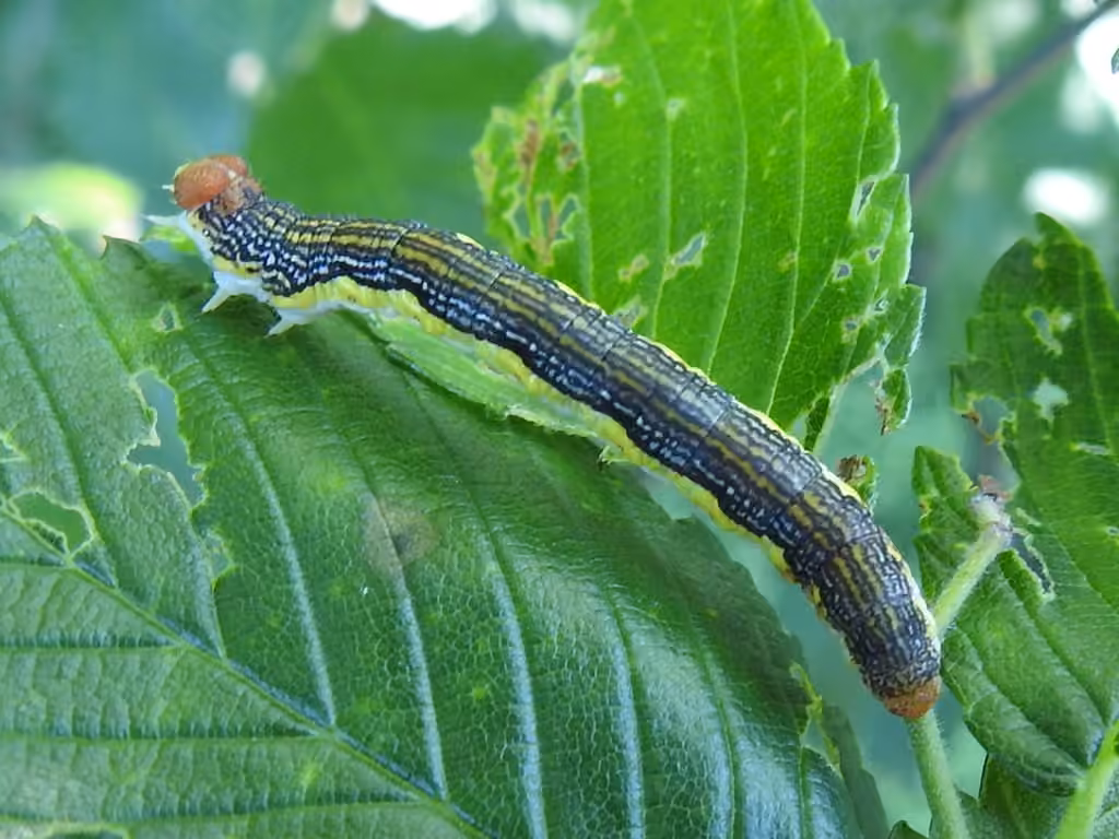 Arpenteuse du tilleul, Chenille