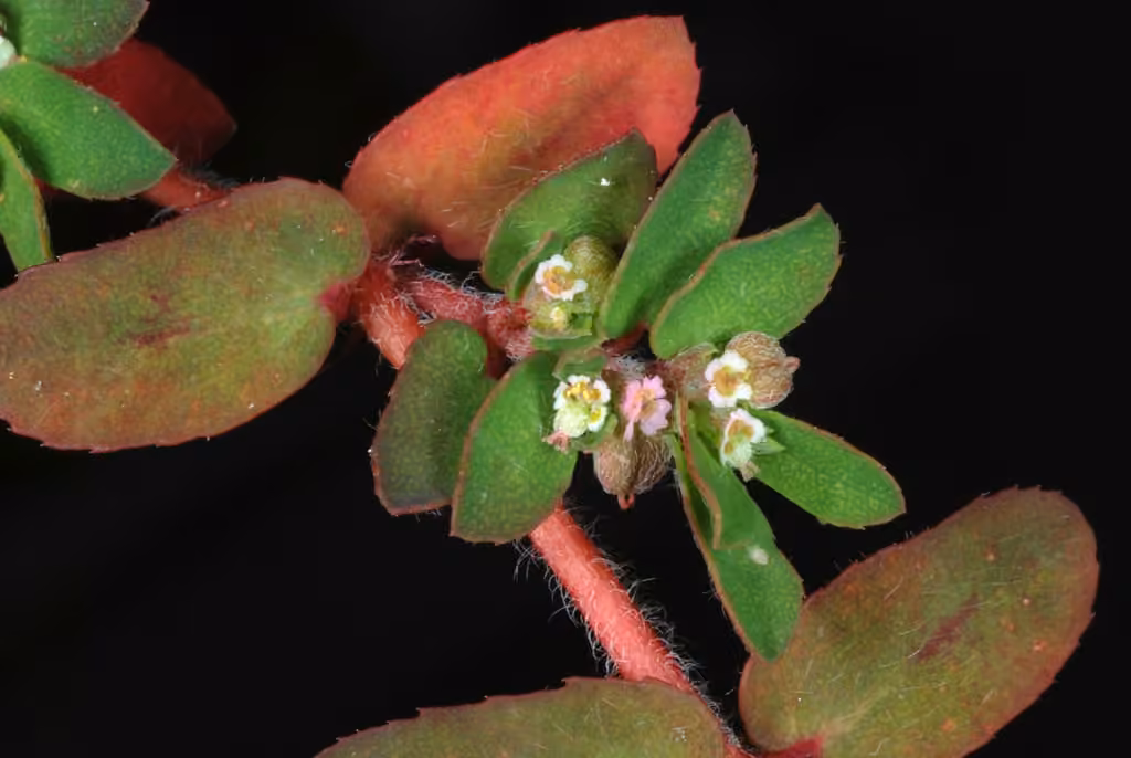 Euphorbe maculée