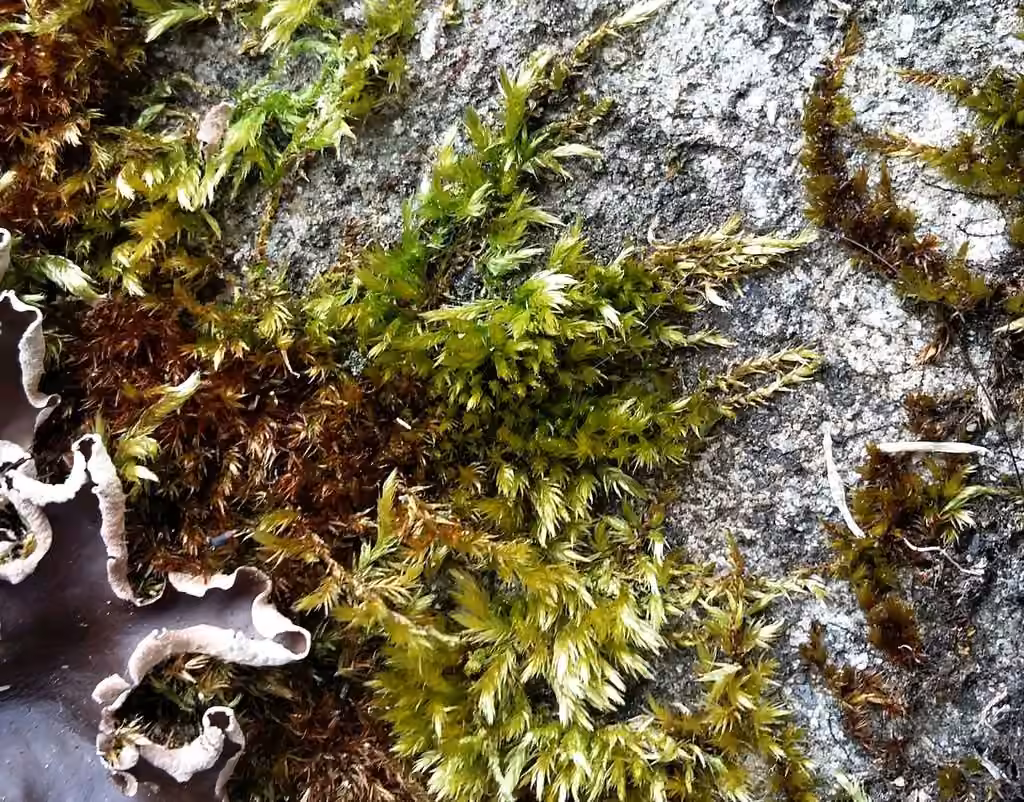 Matted Feather-moss, photo 2 of 5