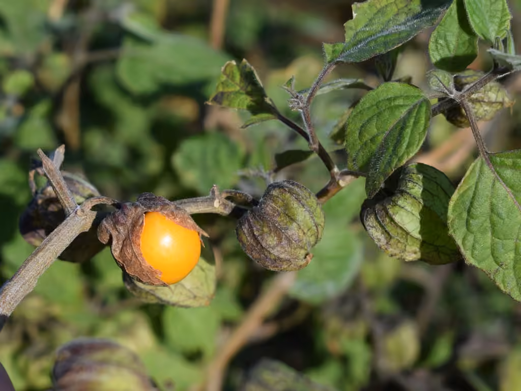 Coqueret du Pérou, En fruits