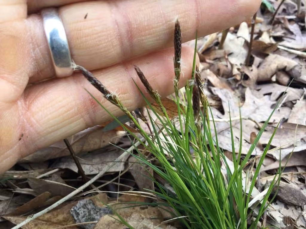 Carex de Pennsylvanie, En fleurs