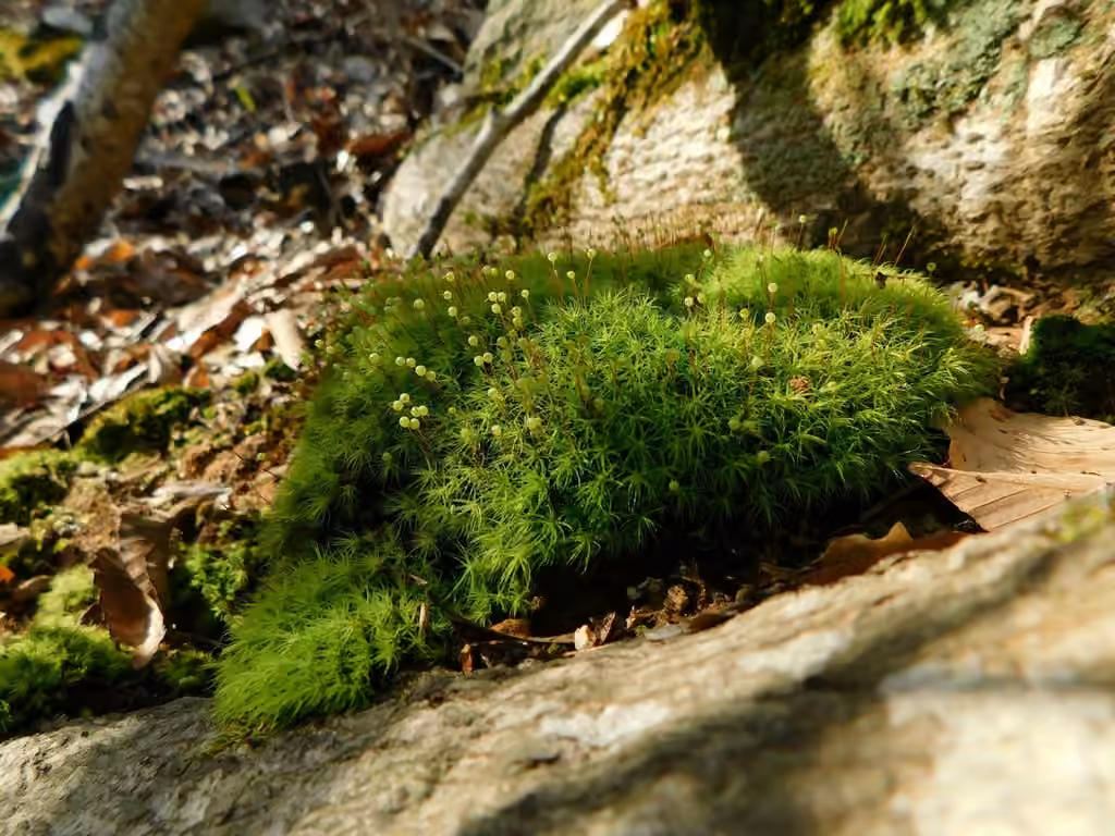 Bartramie pommette, photo 2 sur 5