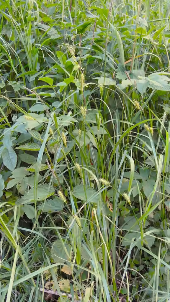 Carex hérissé, En fleurs
