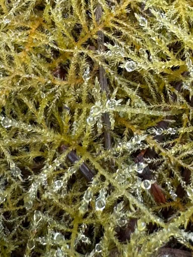 Common Feather-moss, photo 2 of 5