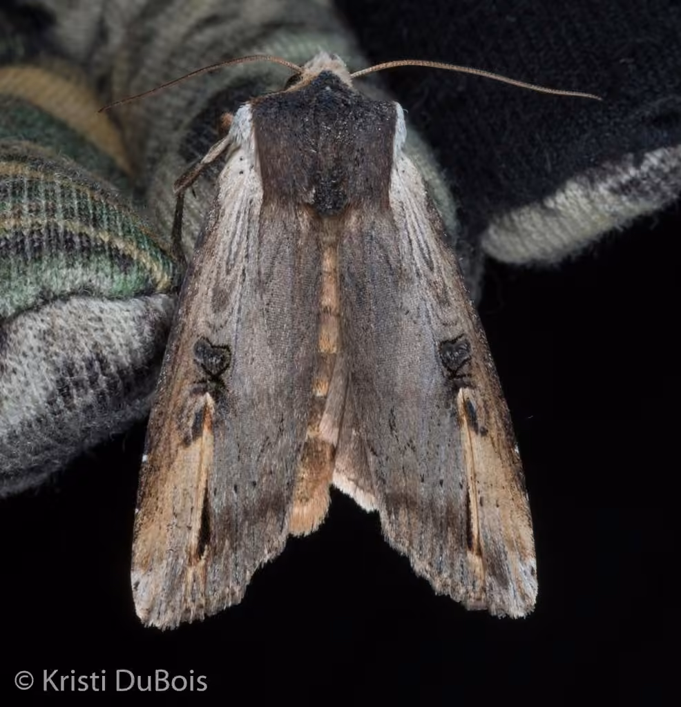 Gray Swordgrass Moth, Adult