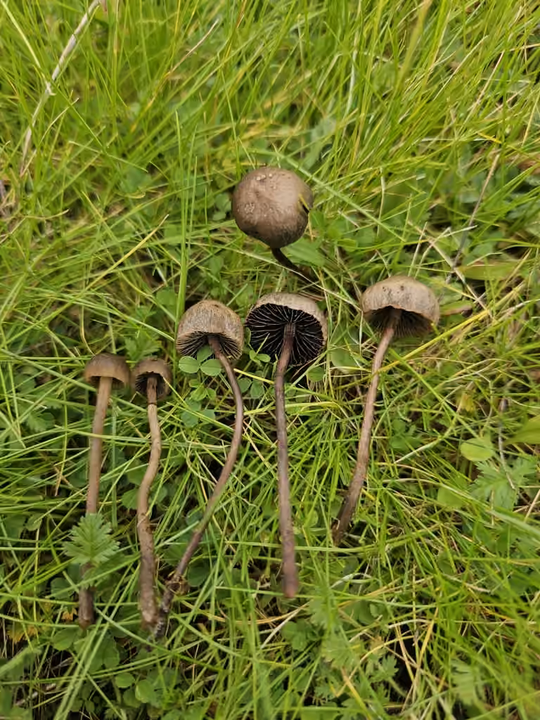 Petticoat Mottlegill, photo 3 of 5