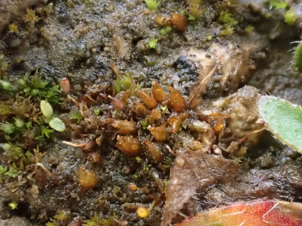 Acaulon mutique, photo 2 sur 5