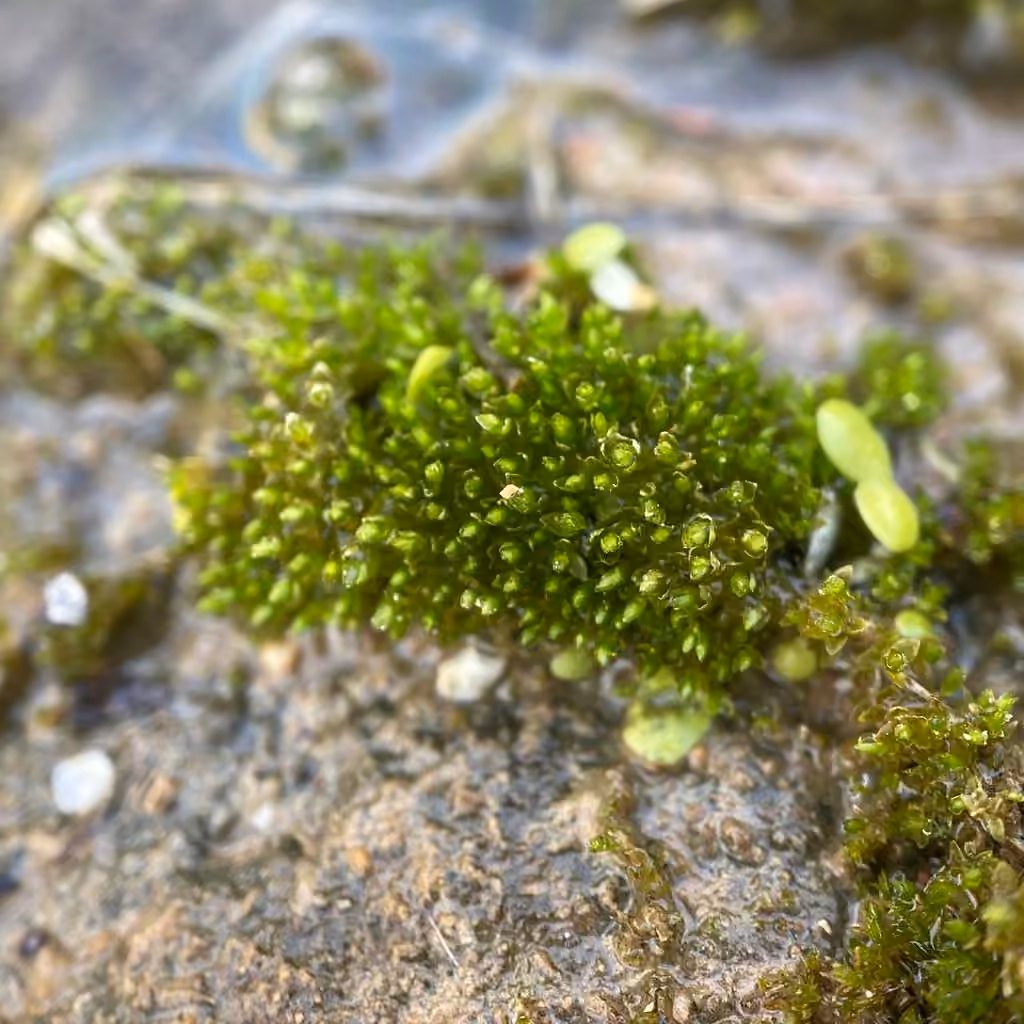 Bud-tipped Bryum, photo 3 of 5