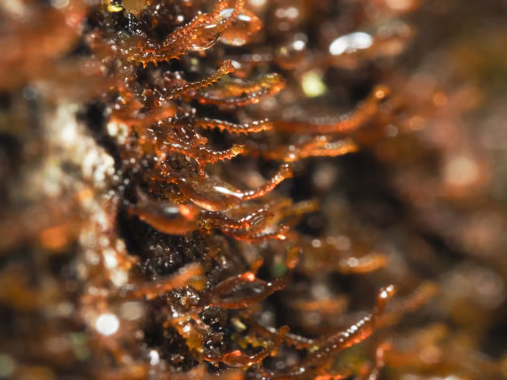 Frullanie chenille