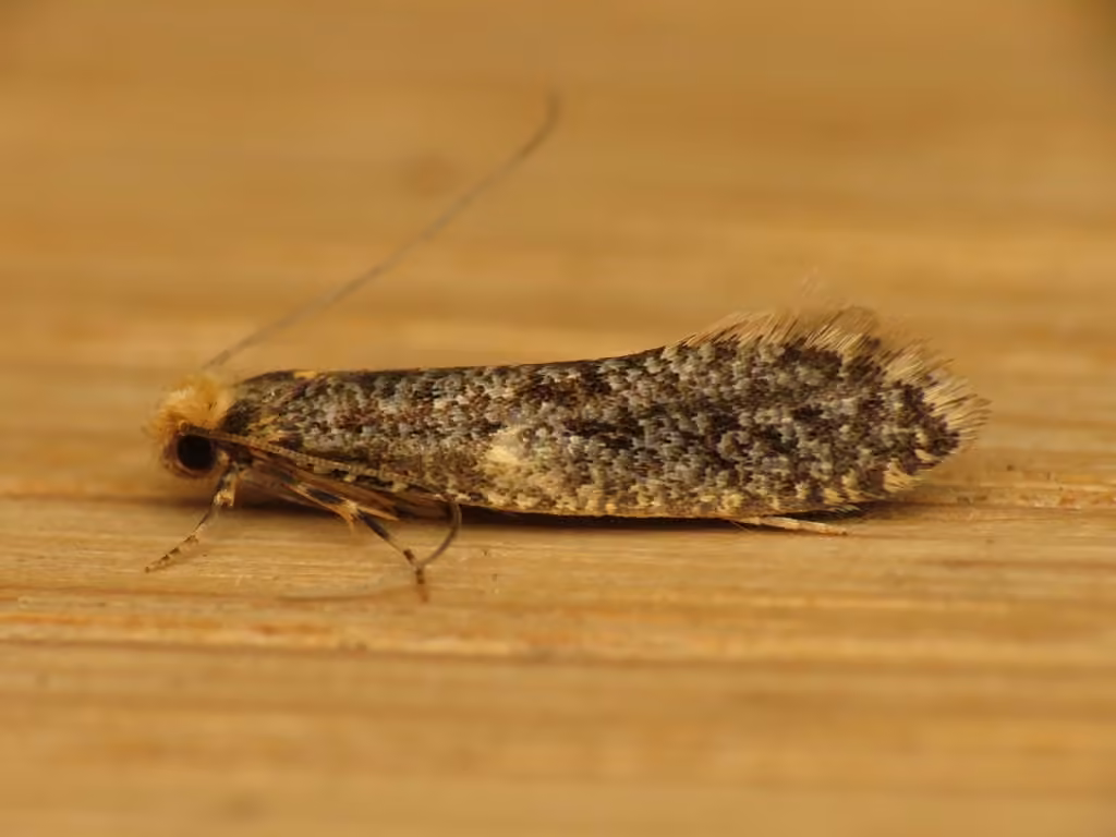 Skin Moth, Adult