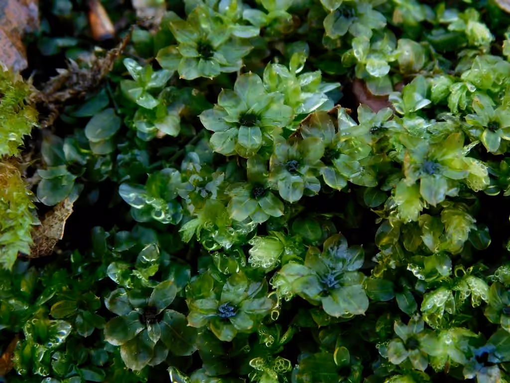 Wavy-leaf Moss, photo 3 of 5