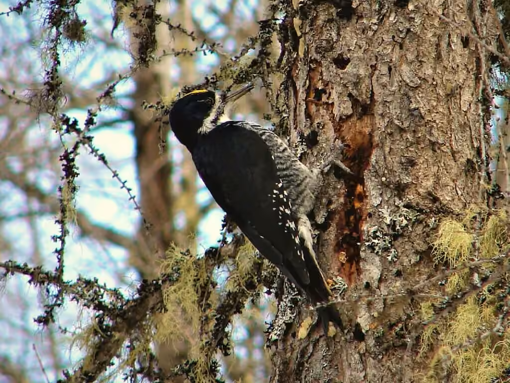 Black-backed Woodpecker, Male