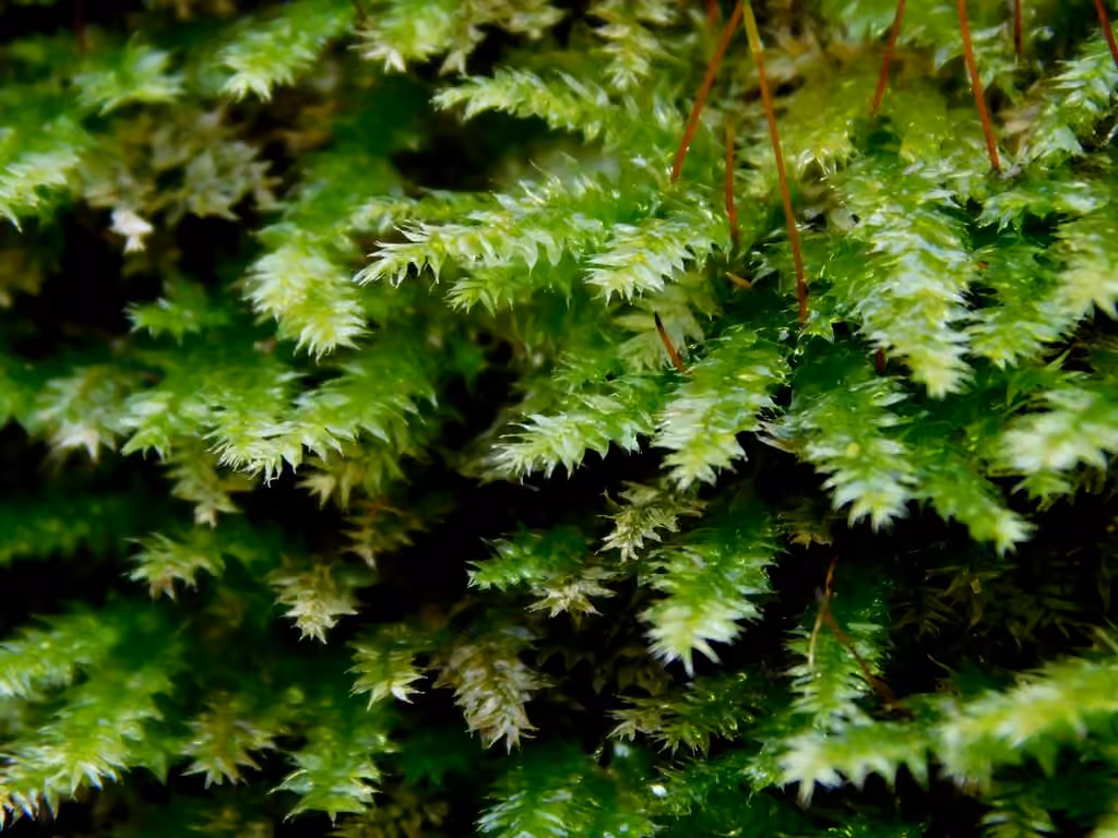 Satinette éclatante