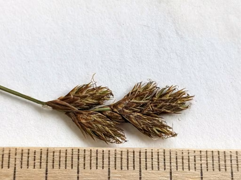Carex des lièvres, En fleurs
