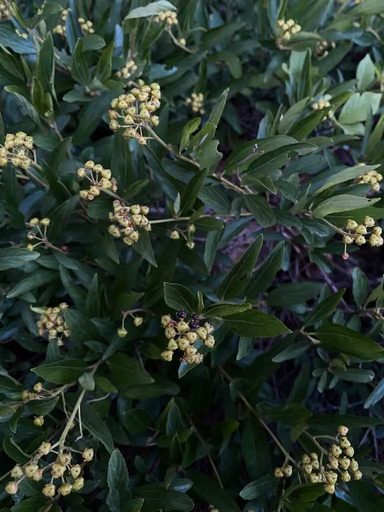 Prairie redroot, In fruit