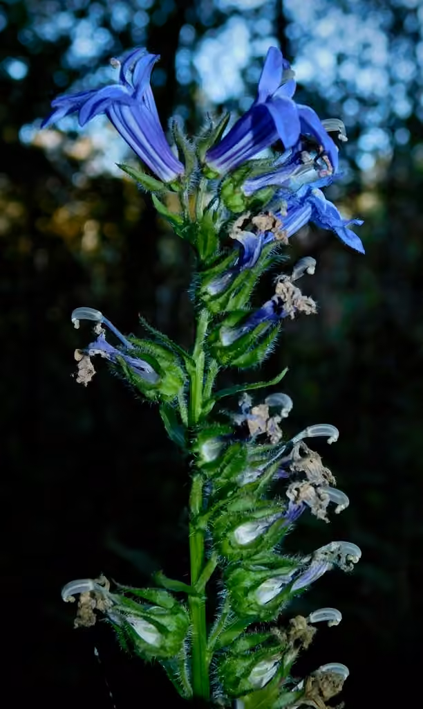 Great blue lobelia, photo 3 of 5