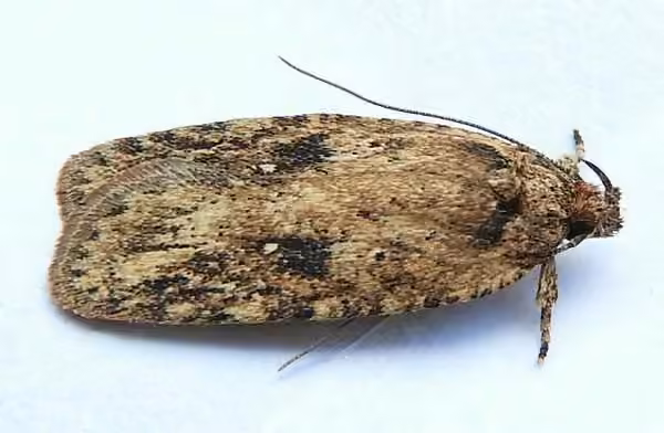 Goldenrod Leaffolder Moth, photo 3 sur 5