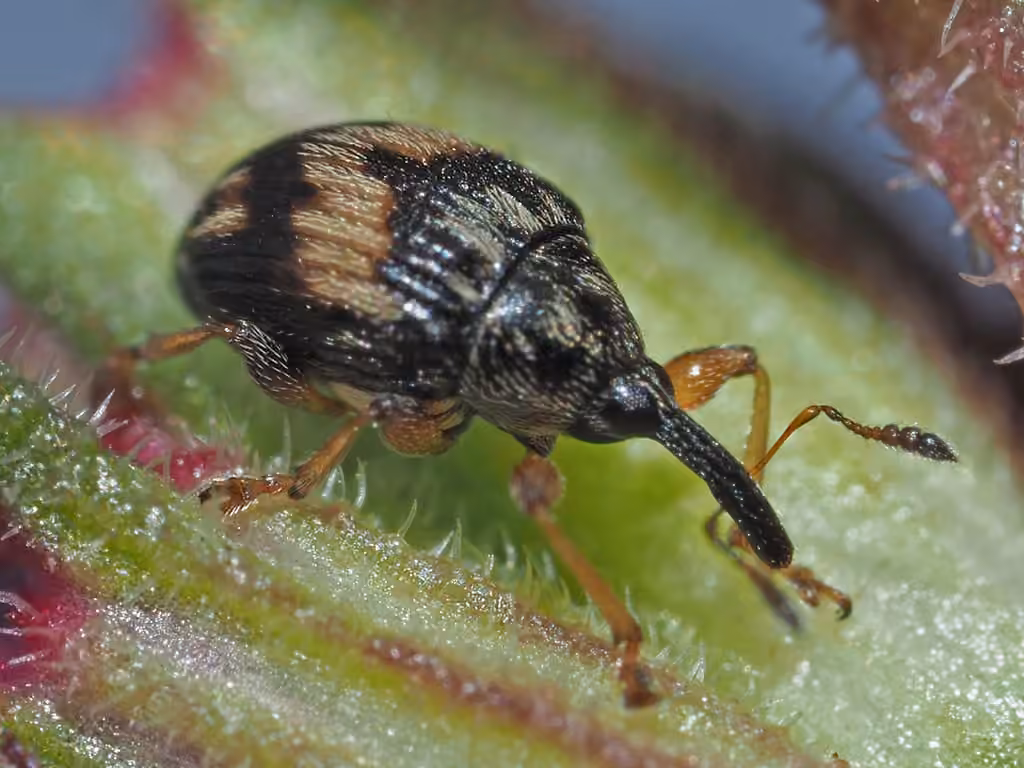 Flower Bud Weevil, photo 2 of 5