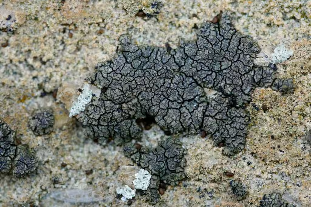 Wart lichen, photo 3 of 5