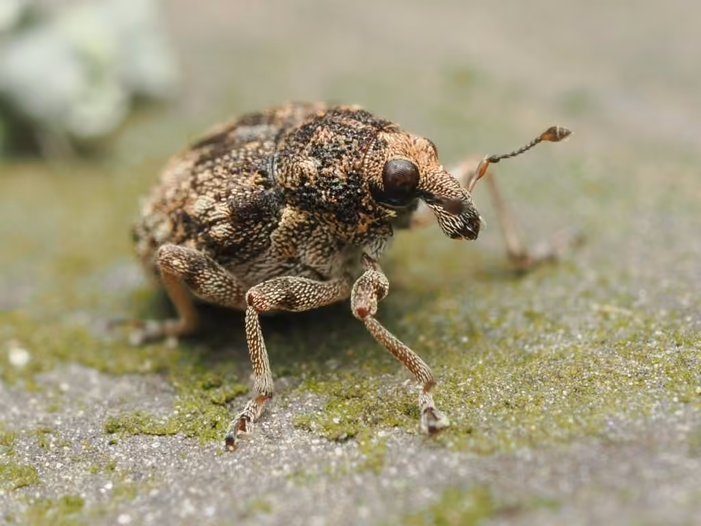 Weevil