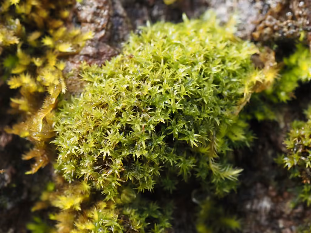 Park Yoke-moss
