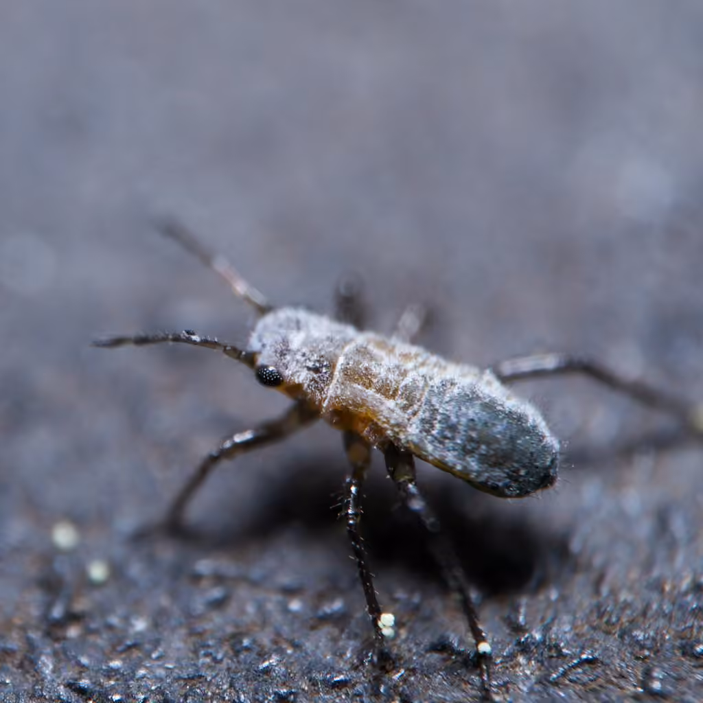pine needle aphid, photo 2 of 5