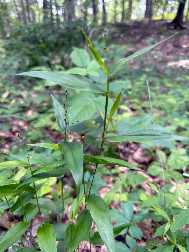 Broad-leaved panicgrass, Flower buds
